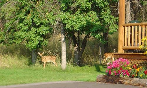 מלון Somers Bay Log Cabin Lodging מראה חיצוני תמונה